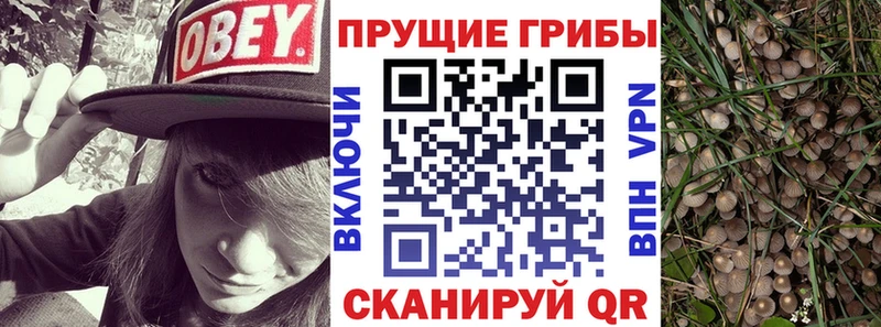 Галлюциногенные грибы Psilocybe  Купить  Нерехта 